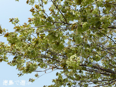 徳島県鳴門市 鳴門・大塚スポーツパーク ギョイコウ桜 御衣黄桜 2014