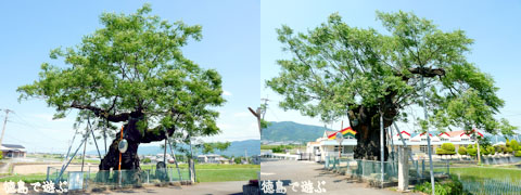 野神の大センダン