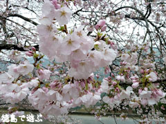 重楽寺 桜