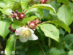 岳人の森 2010年6月9日