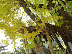 徳島県名西郡石井町 天神のイチョウ 2016