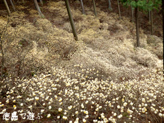 ���縩̾��������Į��ʬ �ߥĥޥ� 2014