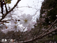 上勝町 十月桜 2013年11月
