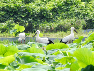 徳島県鳴門市大麻町 鳴門コウノトリ 渦 めい 海 巣立ち 2020