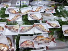 JF北灘 さかな市
