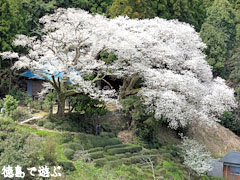 岡見堂のエドヒガン