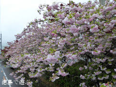 ���縩�������Į ���������� Ȭ�ź� 2015