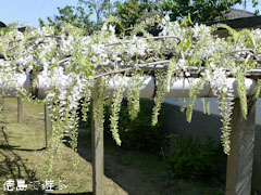 地福寺 白色 藤の花 2012