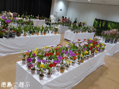第57回 徳島洋蘭展 2014