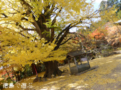 �绳�� �����祦 ���� 2013