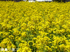 徳島県名西郡神山町 江田 菜の花 2015