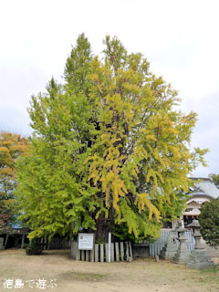矢神のイチョウ 2010