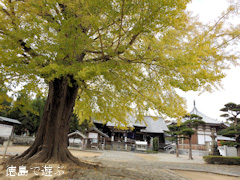 徳島県板野郡板野町羅漢 地蔵寺のイチョウ 2015