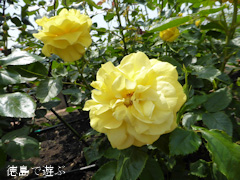 ÆÁÅ縩ÈÄÌî·´Íõ½»Ä® ½Õ¤Î¥Ð¥é¤Þ¤Ä¤ê Íõ½»Ä® ¥Ð¥é±à 2014