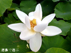 徳島県鳴門市 れんこん レンコン 蓮の花 2014