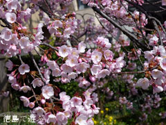 ���ĲȽ��� ˪�ܲ�� 2012