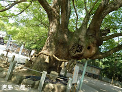 大麻比古神社 楠 2011