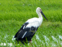 徳島県鳴門市大麻町 コウノトリ 電柱 巣 2015年7月17日
