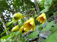 徳島県 神山町 岳人の森 2015年7月13日 キレンゲショウマ