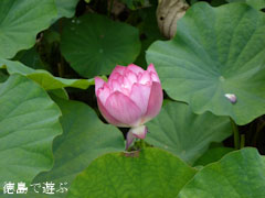 上勝町 蓮の花 2011