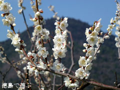 観梅苑 2011
