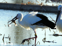 徳島県鳴門市大津町 コウノトリ 鸛 2015年10月19日
