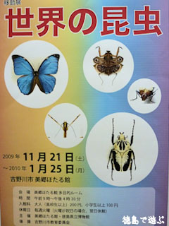 移動展 世界の昆虫