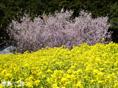 徳島県名西郡神山町 江田 菜の花 2015