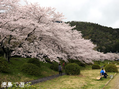 徳島県阿波市土成町 宮川内ダム公園 桜 2016