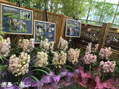 徳島県美馬市脇町 河野メリクロン 第16回 全国シンビジウム逸品展