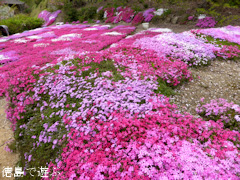 徳島県美馬市脇町 広棚の芝桜 2014