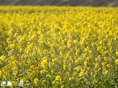 ���縩 �������载�� ���������ɱ褤 �ڤβ� 2016