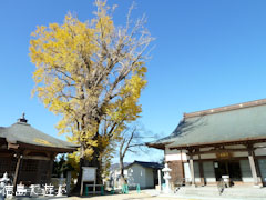 光福寺のイチョウ 2010