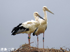 徳島県鳴門市大麻町 コウノトリ 電柱 巣 2015年9月7日