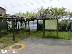 あま塚 白色の大フジ 2012