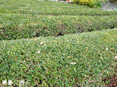 ���縩̾��������Į ��Ȫ ��β� 2016