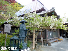 神光寺 白色 藤の花 2010