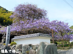 神光寺 のぼり藤 2010