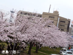 鳴門市役所 さくら 桜 2013