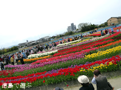 徳島県板野郡北島町 北島チューリップ公園 2015