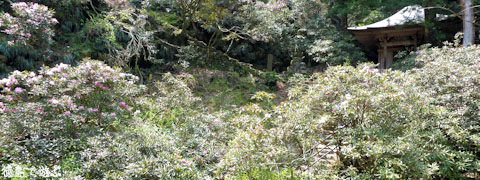 徳円寺 シャクナゲ
