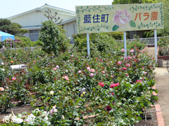 徳島県板野郡藍住町 藍住町バラ園 春のバラ祭り 2016