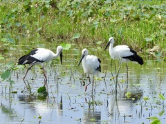 徳島県板野郡北島町 国の特別天然記念物 コウノトリ
