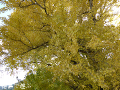 ����Į ����ݤ��������礦 2013