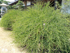 萩寺 最明寺 萩の花 2010