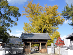 地蔵寺のイチョウ 2013