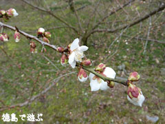 美郷 重楽寺 梅