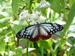 徳島県 神山町 岳人の森 アサギマダラ 浅黄斑 2015
