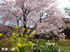 原田家住宅 蜂須賀桜 2014