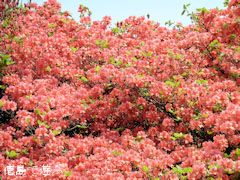 �����ĤĤ����� �����Υ���ĥĥ����� ���� 2010